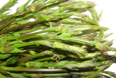 luppolo selvatico mazzo 100g