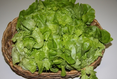 Insalata lingua di canarino