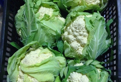 cavolfiore di moncalieri (1 pz)