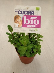 menta in vaso aromi BIO