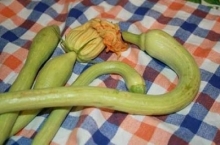Zucchina trombetta 500g