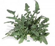 broccolo fiolaro  500 gr
