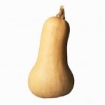 zucca butternut bio