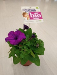 petunia in vaso fiori eduli BIO